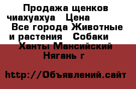 Продажа щенков чиахуахуа › Цена ­ 12 000 - Все города Животные и растения » Собаки   . Ханты-Мансийский,Нягань г.